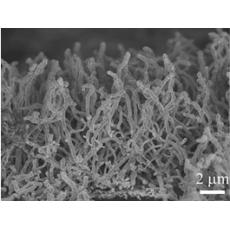 泡沫铜负载氮掺杂氧化铜纳米线阵列