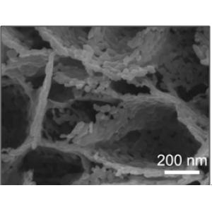碳布负载氧化镁纳米片阵列